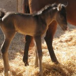 newborn horse